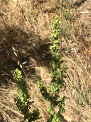 Rumex