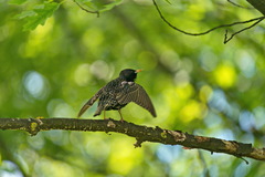 Sturnus vulgaris