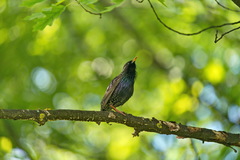 Sturnus vulgaris