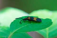 Calopteron discrepans