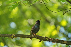Sturnus vulgaris