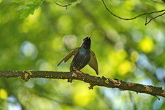 Sturnus vulgaris