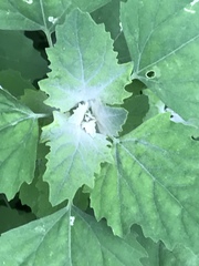Chenopodium album