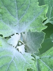 Chenopodium album