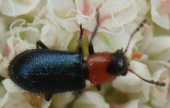 Loedelia maculicollis