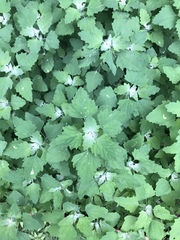 Chenopodium album