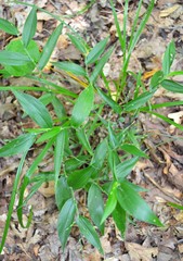 Dichanthelium boscii