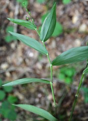 Dichanthelium boscii