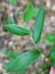 Dichanthelium boscii