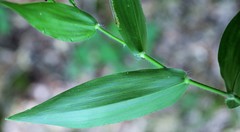 Dichanthelium boscii