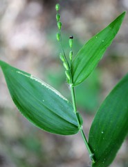 Dichanthelium boscii