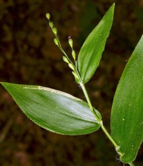 Dichanthelium boscii