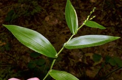 Dichanthelium boscii