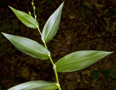 Dichanthelium boscii