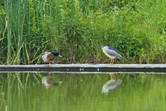 Nycticorax nycticorax