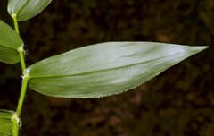 Dichanthelium boscii