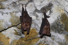 Hipposideros armiger terasensis