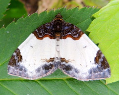 Mesoleuca albicillata