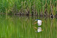 Nycticorax nycticorax