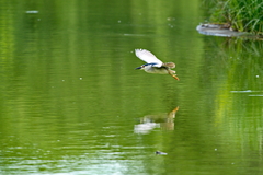 Nycticorax nycticorax