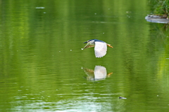 Nycticorax nycticorax