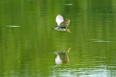 Nycticorax nycticorax