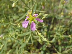 Zygophyllum indicum