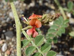 Indigofera intricata