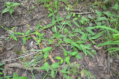 Lysimachia radicans