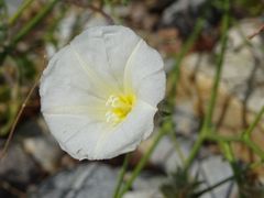 Convolvulus virgatus