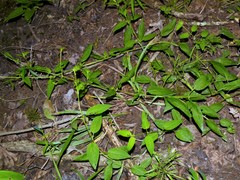 Lysimachia radicans