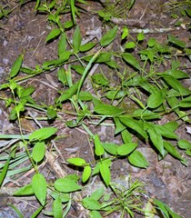 Lysimachia radicans
