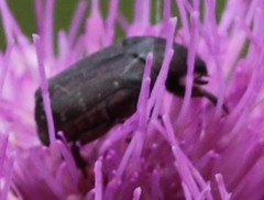 Euphoria sepulcralis