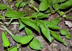 Lysimachia radicans