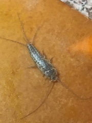 Ctenolepisma lineatum