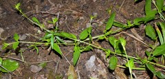 Lysimachia radicans