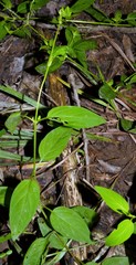 Lysimachia radicans