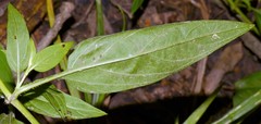 Lysimachia radicans