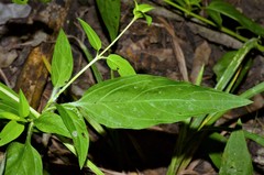 Lysimachia radicans