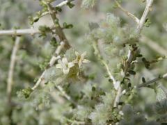 Plocama aucheri