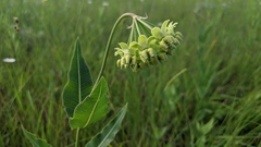 Asclepias meadii