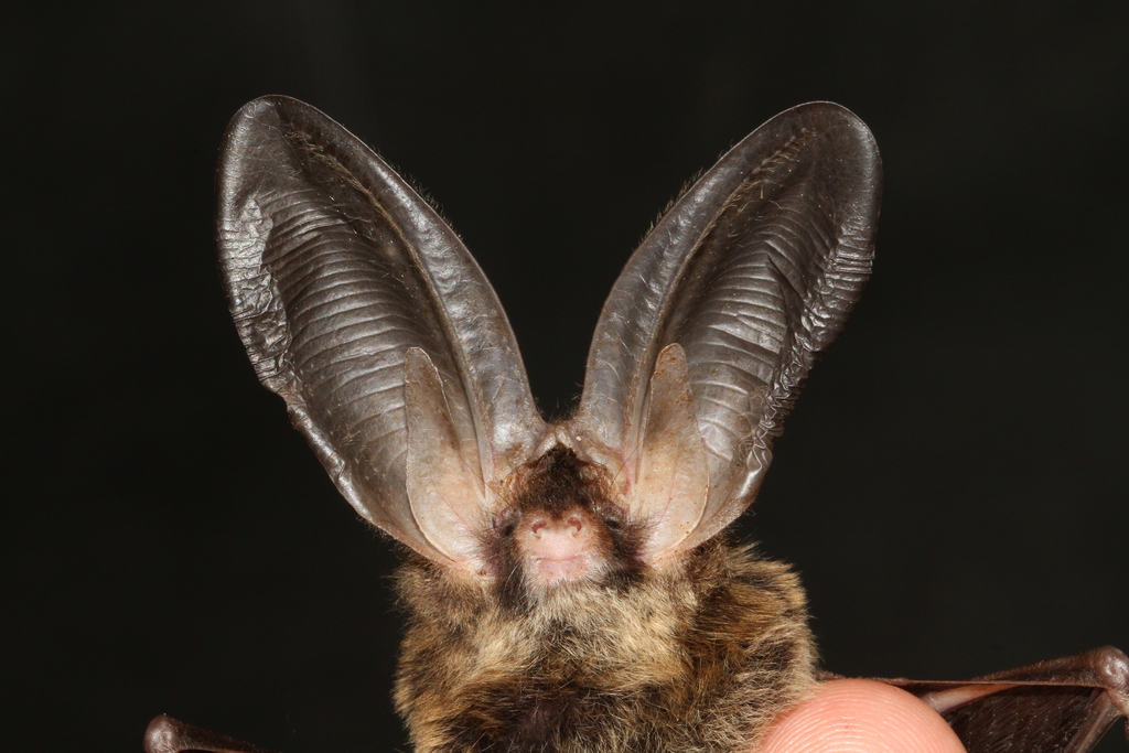 Taiwan Long-Eared Bat