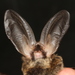 Taiwan Big-eared Bat - Photo (c) Manuel Ruedi, some rights reserved (CC BY-NC), uploaded by Manuel Ruedi