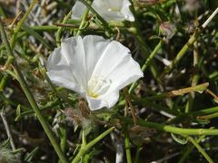 Convolvulus virgatus