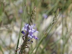 Lavandula subnuda