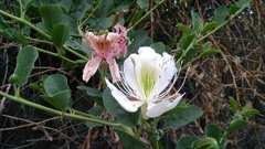 Capparis spinosa