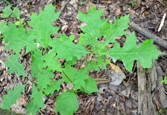 Quercus texana