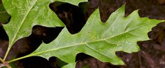 Quercus texana