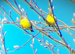 Carduelis citrinella
