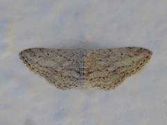 Idaea calunetaria